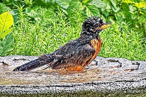 Robin Bath Time_DSCF4191.jpg - American Robin (Turdus migratorius) photographed near Eastons Corners, Ontario, Canada.